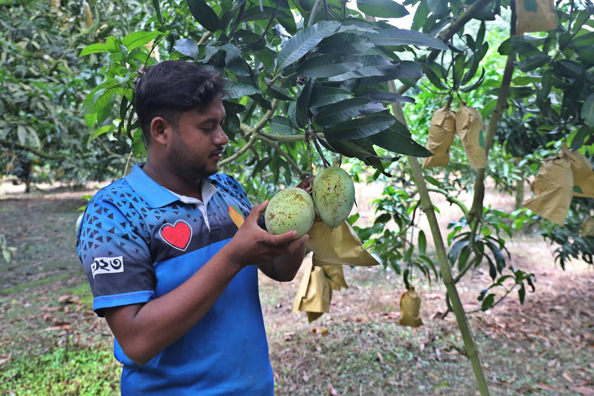 XHNews's tweet photo. Mango harvest season is in full swing in Bangladesh #AsiaAlbum https://t.co/JjZ3DeX7rB https://t.co/AMTq2jUdoW