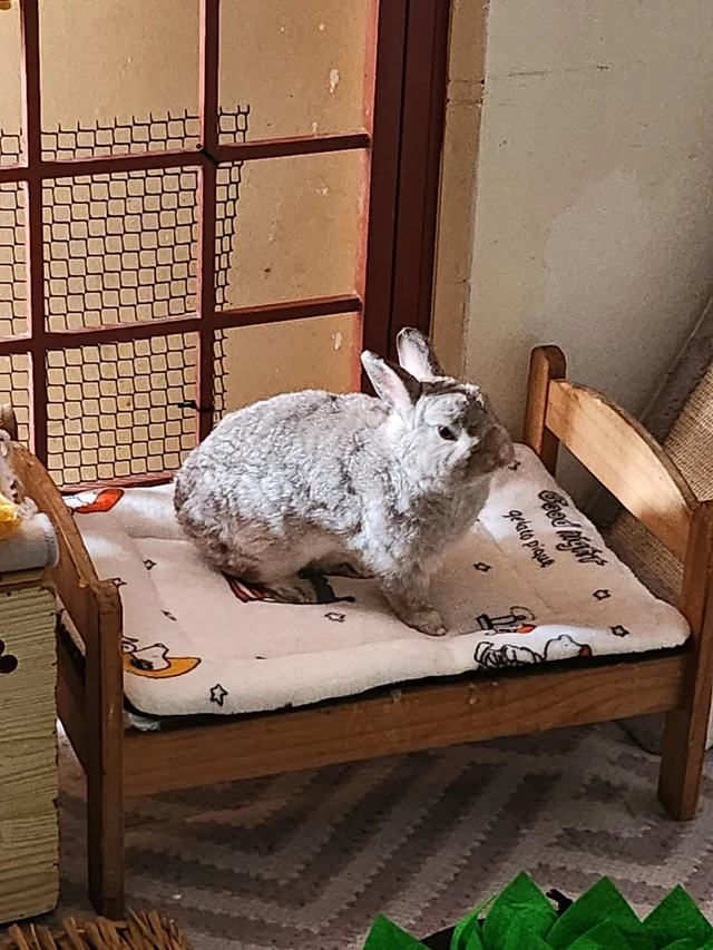 bunnycvit_'s tweet photo. woah get down little bunny!! https://t.co/7riuuUlcpX