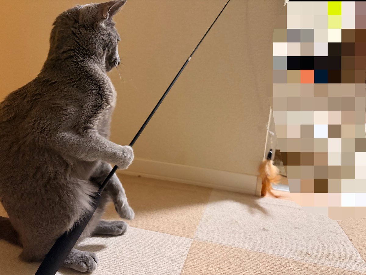 shikai_yue's tweet photo. なんか一人で遊び始めたんだけど、猫様？？？？？お前人間なんか？？？ https://t.co/JrPZAPVVlj