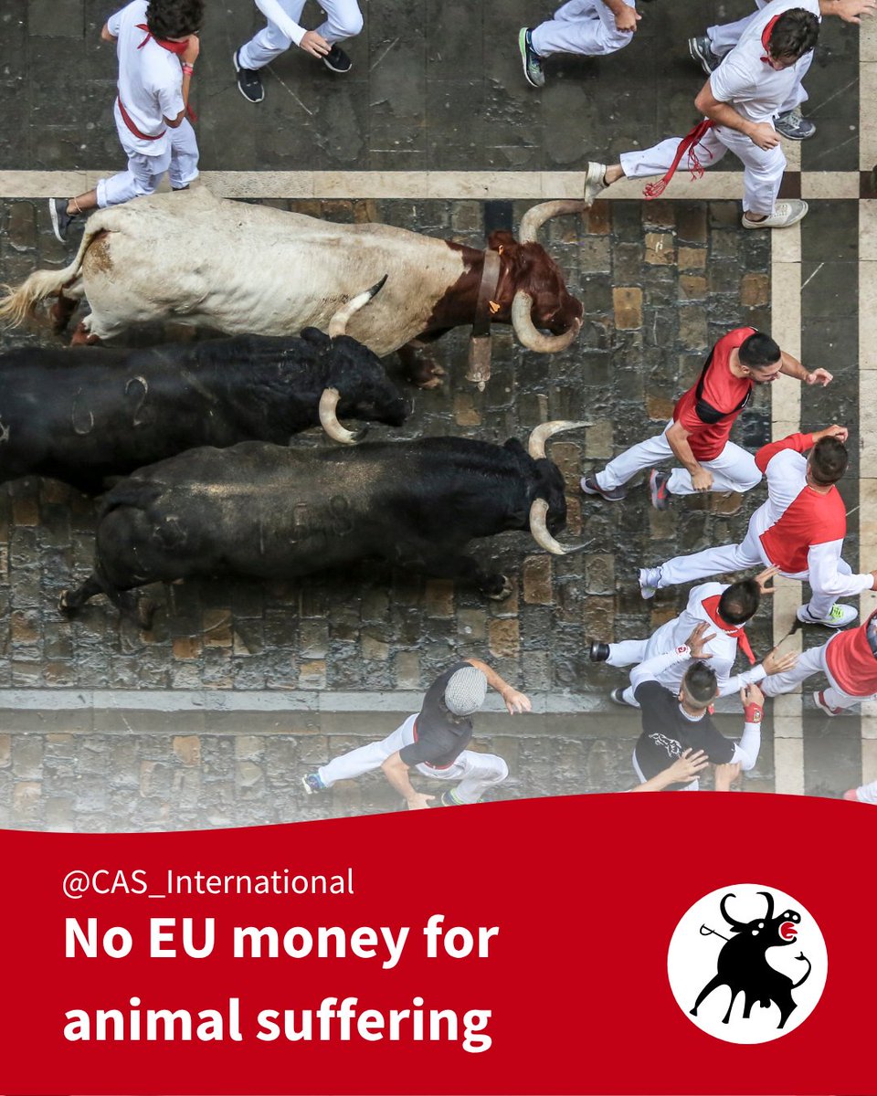 CAS_Int's tweet photo. The Pamplona bull runs began today.

Tonight, the first six bulls will be killed in the bullring. Breeders who raise bulls for the Pamplona bull runs receive European agricultural subsidies to breed these animals. This must stop!

✍️ Sign our petition! 
https://t.co/cb1GF6VmYe https://t.co/JSkEYSl1HZ