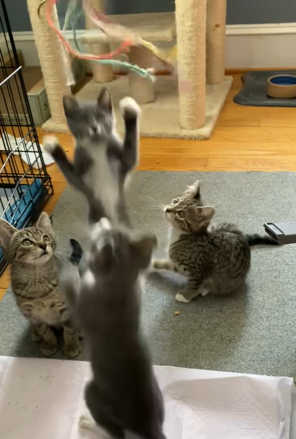 4PawsTeam's tweet photo. These groups of kittens are looking for foster homes! With your help finding fosters, we can save these kittens  
❤️Apply at: https://t.co/U9iN4TeH2H https://t.co/9UxK0boKbG