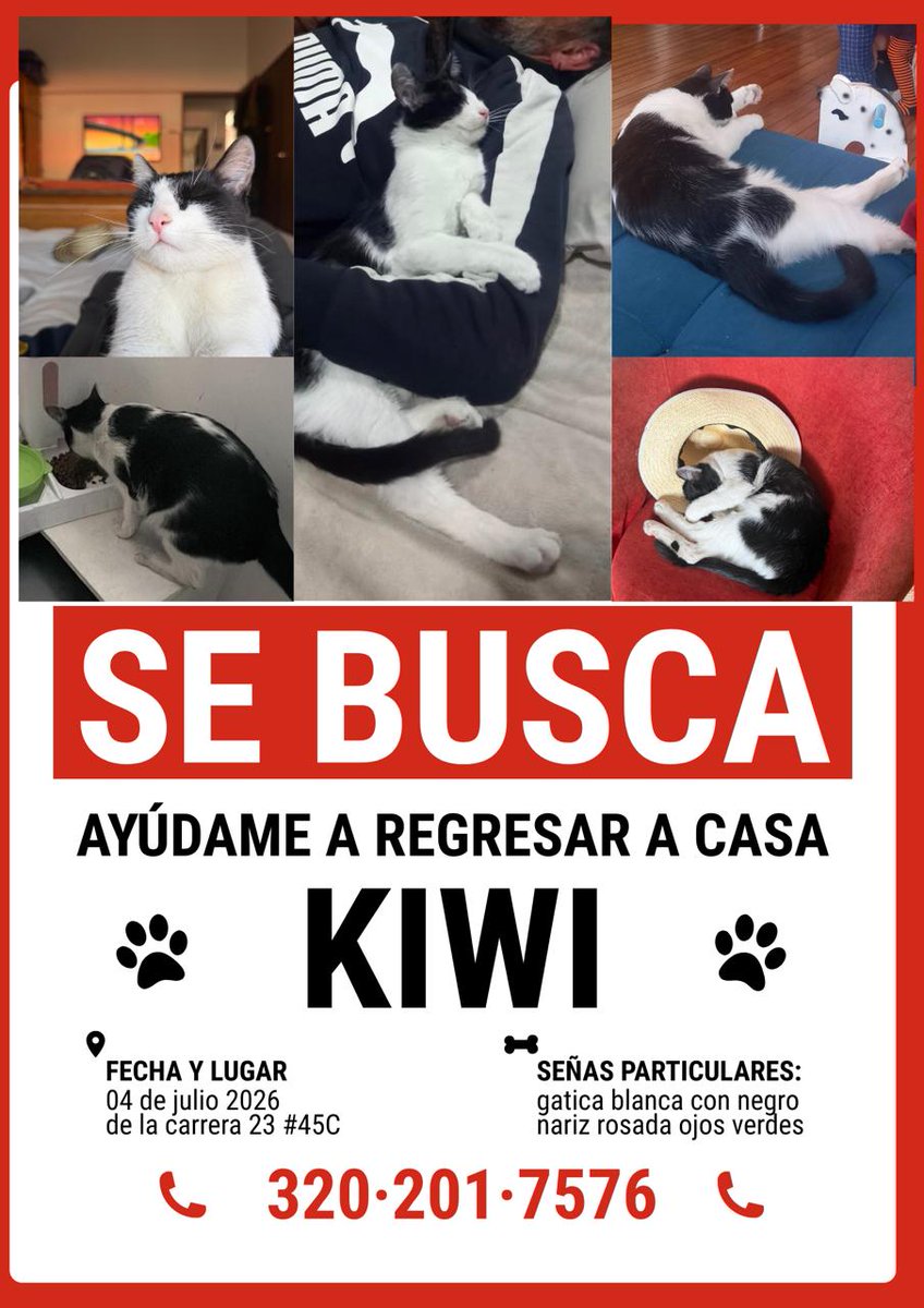 JavierDlacuadra's tweet photo. Kiwi se perdió en el barrio Palermo, en Bogotá. Se sospecha que está dentro de un apartamento o casa vecina. Sus dueños están buscándola desde hace 3 días. Si sabes algo de ella o crees que la has visto llama! https://t.co/6tR1LbrkfI
