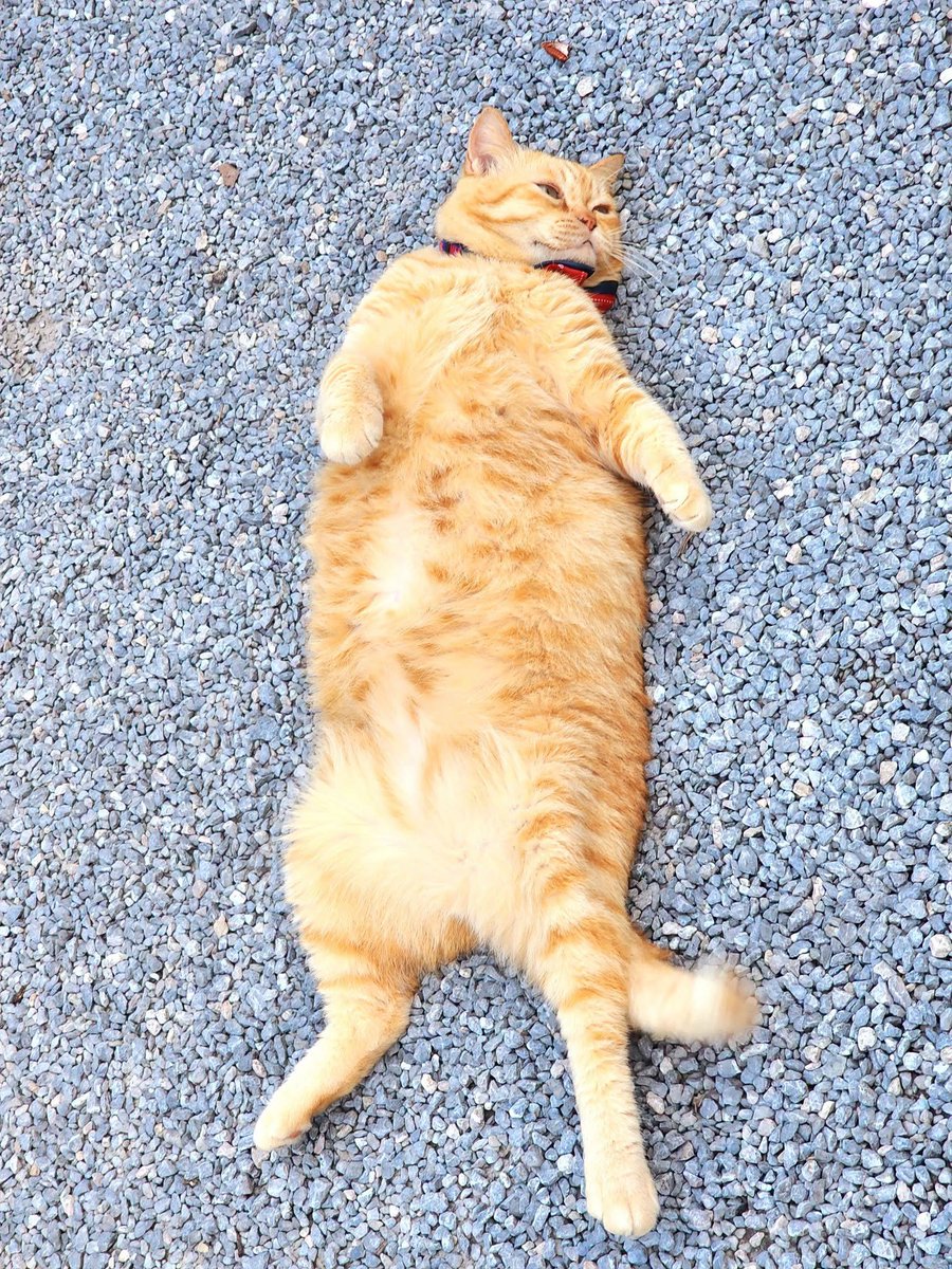 TranslatedCats's tweet photo. Something unknown washed up on the shore. https://t.co/6wul8vBAuX