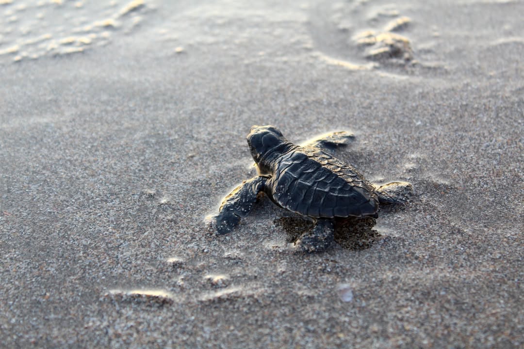 MiamiBeachNews's tweet photo. Only about 1 in 1,000 sea turtles reaches adulthood – but your actions can help improve those odds. 🐢
This #TurtleTuesday, remember that sea turtles are federally, state and locally protected. The choices we make directly affect their survival.
Here's how you can help keep hatchlings safe:
• Respect all nest barriers. Do not disturb eggs or nesting adults.
• #FlipTheSwitch by turning off or dimming any lights visible from the beach. Artificial light can disorient both adults and hatchlings.
• Keep the shoreline clean by removing trash that attracts predators and obstructs hatchlings on their journey to the ocean.
Learn more about how to protect sea turtles at https://t.co/WHHeKzx3fP.