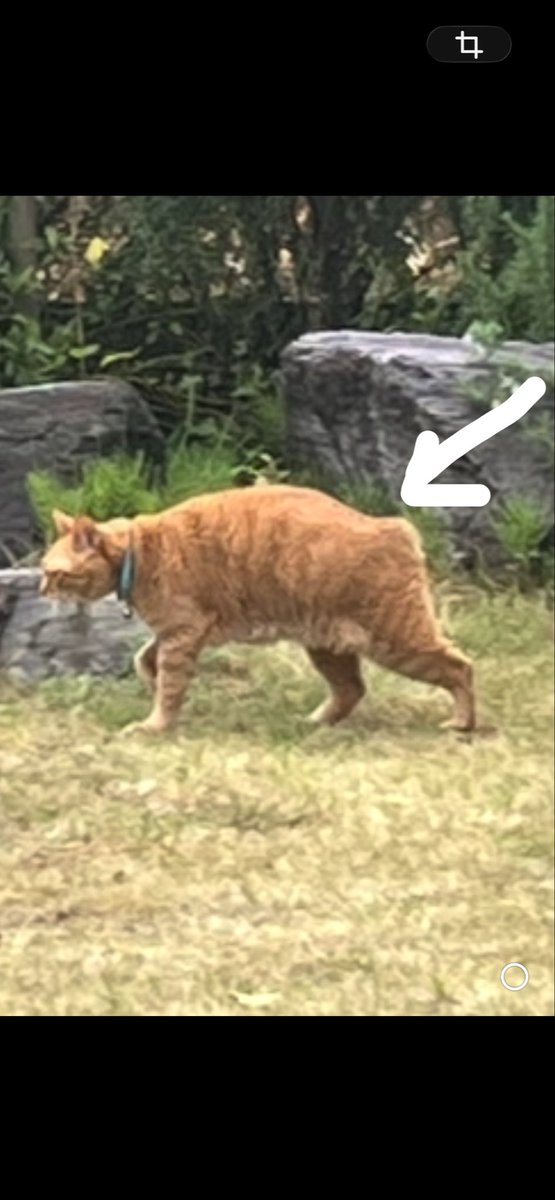 ibSOWVXsyenSq9F's tweet photo. 千葉県富津市岩瀬
2026年3月20日より行方不明17歳茶トラヒロシです。どなたか保護されていませんか？
尻尾がほぼ無い、耳カットなしの、きっと写真より痩せてしまっている、ヒロシくんを見かけた方はご連絡下さい。
#富津市#迷い猫#猫をさがしてます https://t.co/fXajaMtWk3