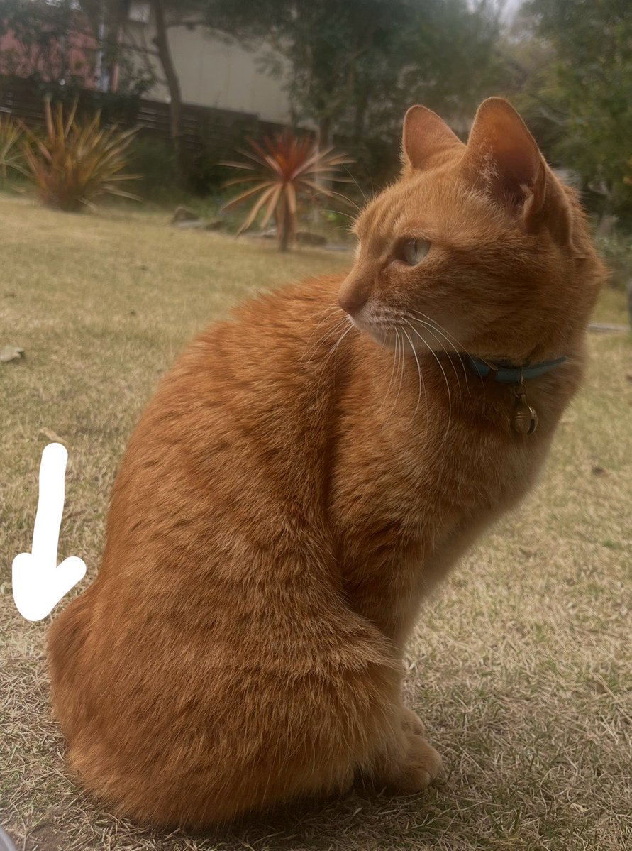 ibSOWVXsyenSq9F's tweet photo. 千葉県富津市岩瀬
2026年3月20日より行方不明17歳茶トラヒロシです。どなたか保護されていませんか？
尻尾がほぼ無い、耳カットなしの、きっと写真より痩せてしまっている、ヒロシくんを見かけた方はご連絡下さい。
#富津市#迷い猫#猫をさがしてます https://t.co/fXajaMtWk3