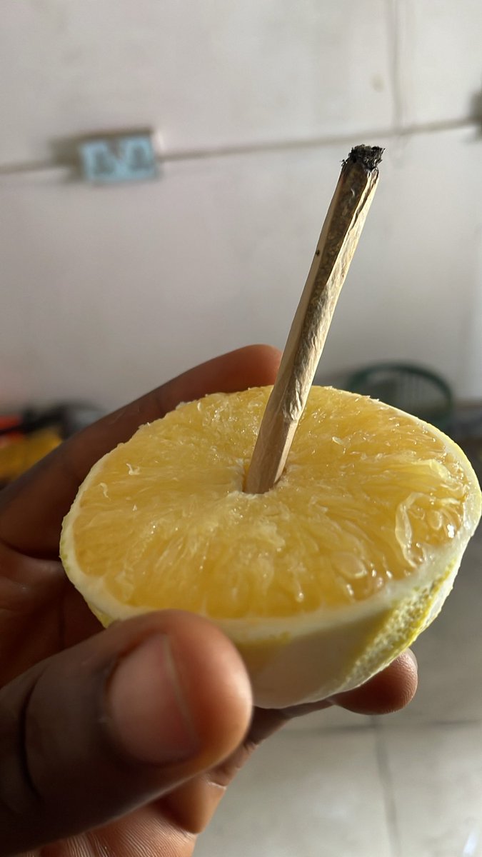 MWstrain's tweet photo. When life gives you lemons… roll one up and make it a vibe 🍋🔥

Lemon Haze 🌚🍃 https://t.co/ahSb5KqViR