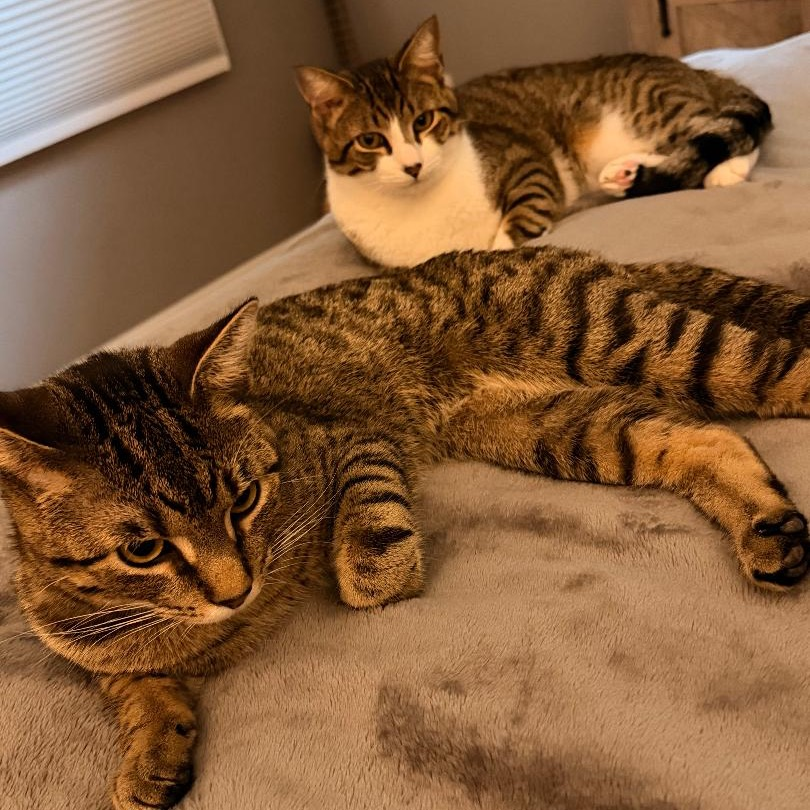 4PawsTeam's tweet photo. 👋Meet Sky and Rocky, who are waiting for their forever home. Sky is friendly and loves to be held and pet. Rocky is more timid, but with time, he'll warm up. They are very playful with each other and are bonded and need to be adopted together

Apply at https://t.co/RirkFH4zOx https://t.co/0iunjrzL2p