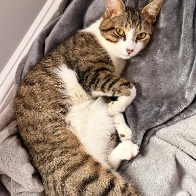 4PawsTeam's tweet photo. 👋Meet Sky and Rocky, who are waiting for their forever home. Sky is friendly and loves to be held and pet. Rocky is more timid, but with time, he'll warm up. They are very playful with each other and are bonded and need to be adopted together

Apply at https://t.co/RirkFH4zOx https://t.co/0iunjrzL2p
