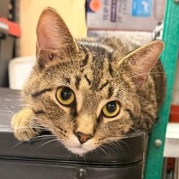 4PawsTeam's tweet photo. 👋Meet Sky and Rocky, who are waiting for their forever home. Sky is friendly and loves to be held and pet. Rocky is more timid, but with time, he'll warm up. They are very playful with each other and are bonded and need to be adopted together

Apply at https://t.co/RirkFH4zOx https://t.co/0iunjrzL2p