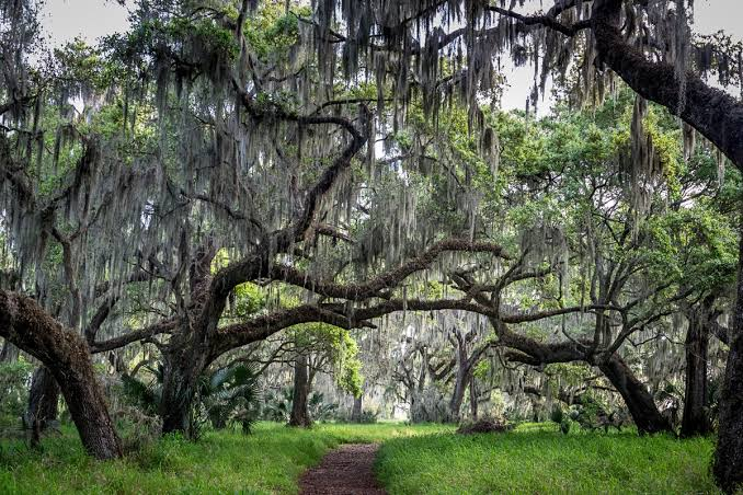 sjgiardini's tweet photo. live oak canopy in lakeland, florida... https://t.co/Pm0auyWJPD