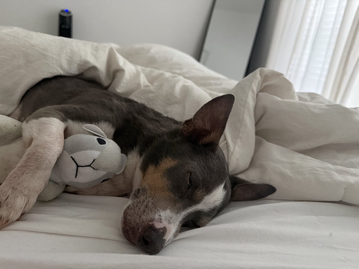 kinseys1234's tweet photo. hims holding his squirrel and taking a fat nap. not pictured, hims also laying on my heating pad 🤣 https://t.co/7Ky7DHVxNk