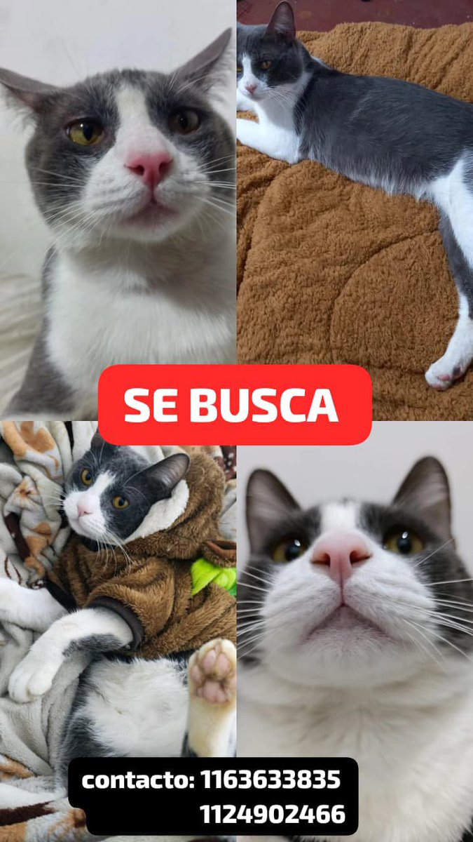 Waffuncankk's tweet photo. Seguimos BUSCANDO 
NECESITO DIFUSIÓN, POR FAVOR 
SE PERDIÓ TOMate 
desde el 30/ 1 de julio en VILLA LUGANO 
Aspecto: GRIS Y BLANCO 
Ojos: miel 
MACHO
Gordito y grandote 
tiene 2 años y 7 meses 
Tenía rasguñado el ojito izquierdo(reciente) , producto de un juego con su hermanito https://t.co/dIzUybp5Wa