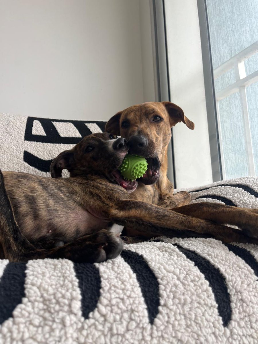 FundacionLucila's tweet photo. 🎉 ¡BRUNO ADOPTADO! 🏡🐾

Hace poco les presentamos la historia de Bruno, un bebé que conoció el abandono y el maltrato desde muy pequeño. Hoy, esa historia tiene un final feliz. ❤️

Bruno encontró la familia que tanto merecía. Desde el primer momento fue recibido con mucho amor y, además, ganó un hermanito perruno que lo adora. 🐶💕 Verlos juntos nos llena el corazón.

Ahora corre, juega, recibe mimos y duerme tranquilo, rodeado de personas que lo cuidarán para siempre.

Gracias, Ariana y familia, por abrirle las puertas de su hogar y demostrar que la adopción cambia vidas. Estamos seguros de que Bruno será inmensamente feliz a su lado.

¡Disfruten esta nueva aventura juntos! 🐾🏡❤️

#Adoptado #FinalFeliz #AdoptaNoCompres #FundaciónSanRoque #AdopciónResponsable