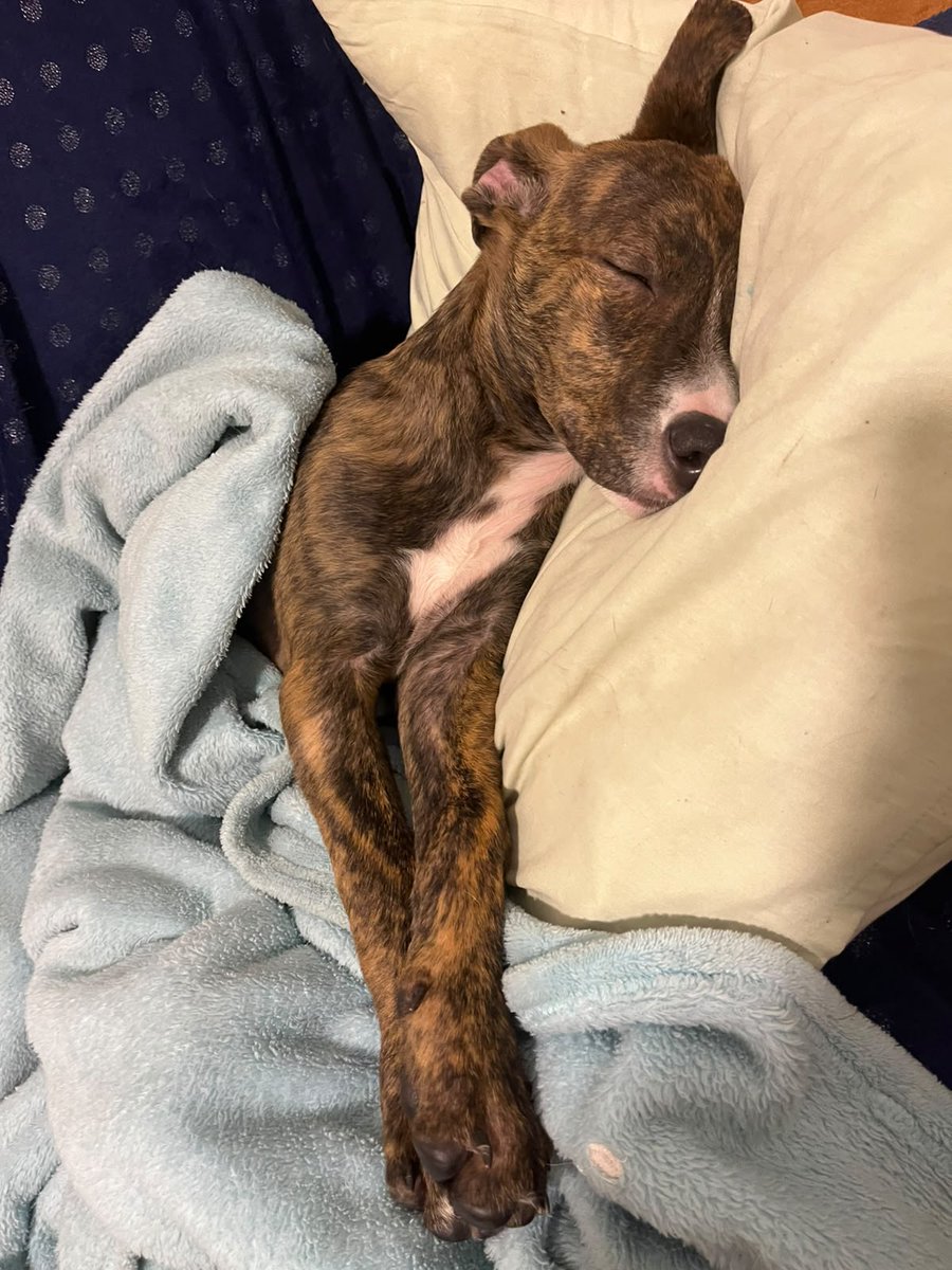 FundacionLucila's tweet photo. 🎉 ¡BRUNO ADOPTADO! 🏡🐾

Hace poco les presentamos la historia de Bruno, un bebé que conoció el abandono y el maltrato desde muy pequeño. Hoy, esa historia tiene un final feliz. ❤️

Bruno encontró la familia que tanto merecía. Desde el primer momento fue recibido con mucho amor y, además, ganó un hermanito perruno que lo adora. 🐶💕 Verlos juntos nos llena el corazón.

Ahora corre, juega, recibe mimos y duerme tranquilo, rodeado de personas que lo cuidarán para siempre.

Gracias, Ariana y familia, por abrirle las puertas de su hogar y demostrar que la adopción cambia vidas. Estamos seguros de que Bruno será inmensamente feliz a su lado.

¡Disfruten esta nueva aventura juntos! 🐾🏡❤️

#Adoptado #FinalFeliz #AdoptaNoCompres #FundaciónSanRoque #AdopciónResponsable
