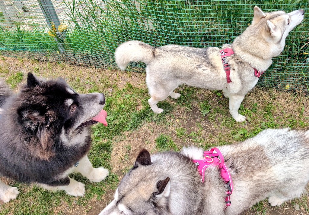 Huskytera's tweet photo. サモエド×マラミュートソル君1歳の無邪気で無限の体力を
メイ様（8歳）が見守るのは微笑ましい🩷
テラ（4歳）は見守るには若すぎるから走れ！ https://t.co/69AzrAAhvp