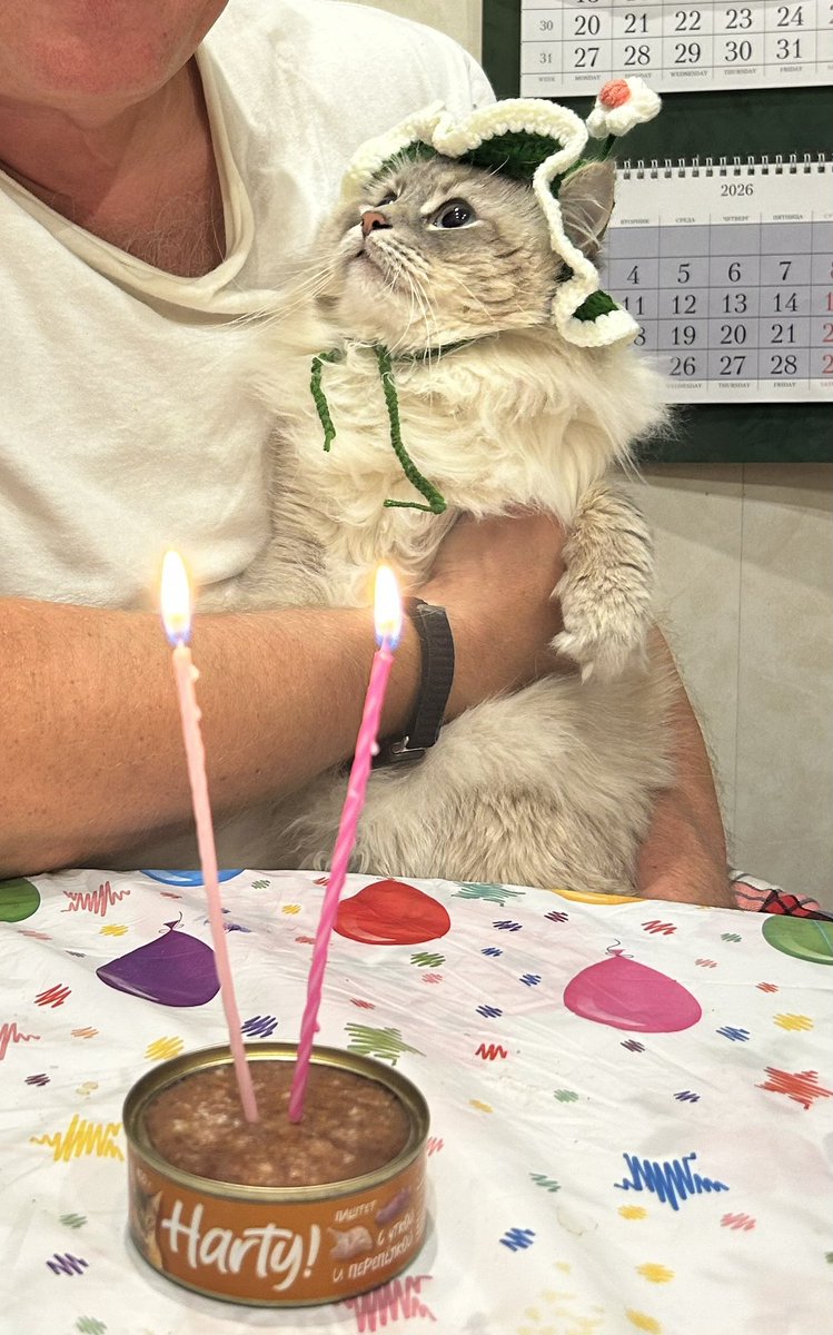 gerkuleksy's tweet photo. Бонифацию два годика🤍
#cat #happybirthday https://t.co/r0GDm23JUB