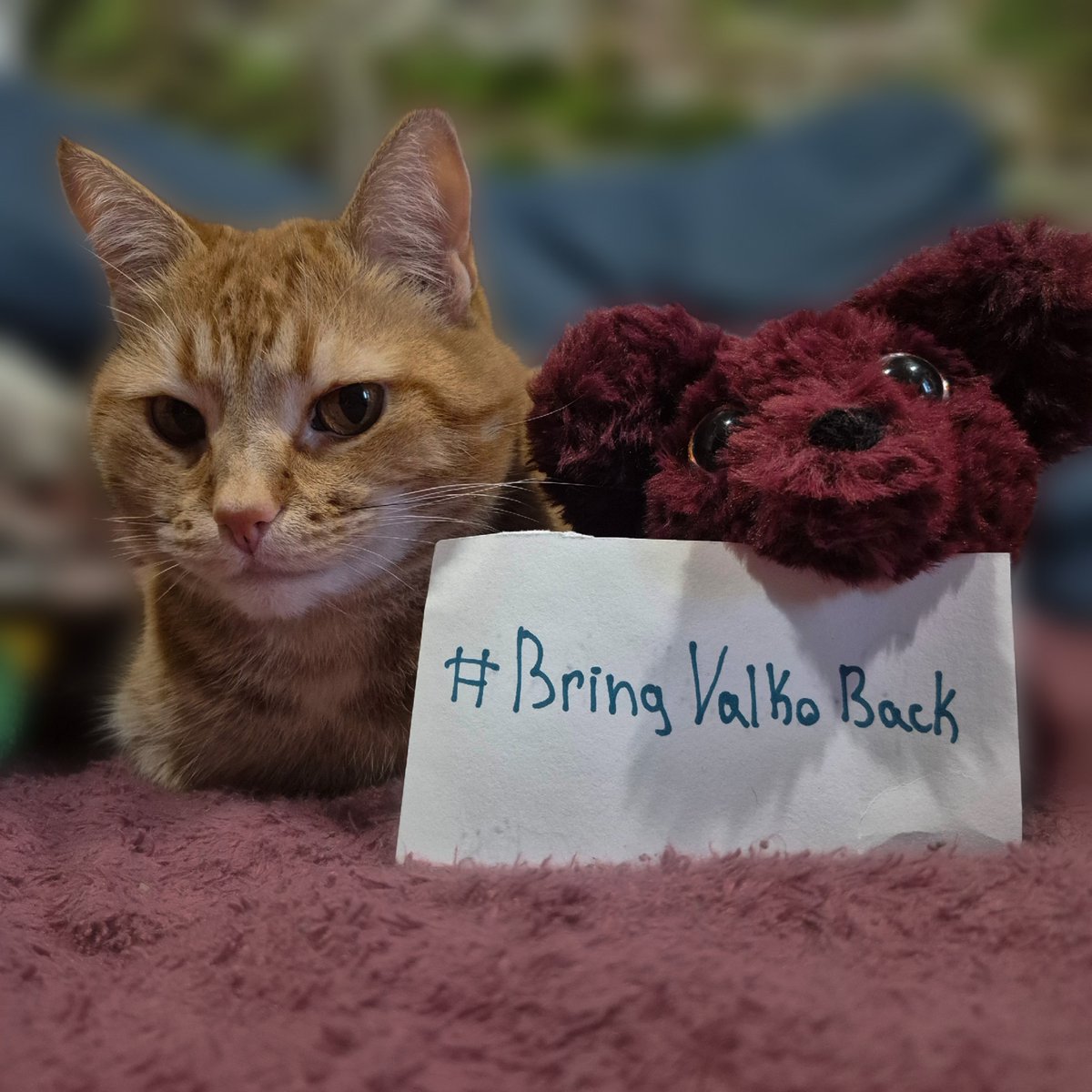 AngoraShui's tweet photo. Нэш, Персик и микро Валко дружно говорят #BringValkoBack 

#KeepValkoAlive
#NoToValkoCancellation
#JusticeforValko
#Valko 
#恋与深空 #敖尹
#LoveAndDeepspace
#BringBackValko https://t.co/iXCyhVSuvI