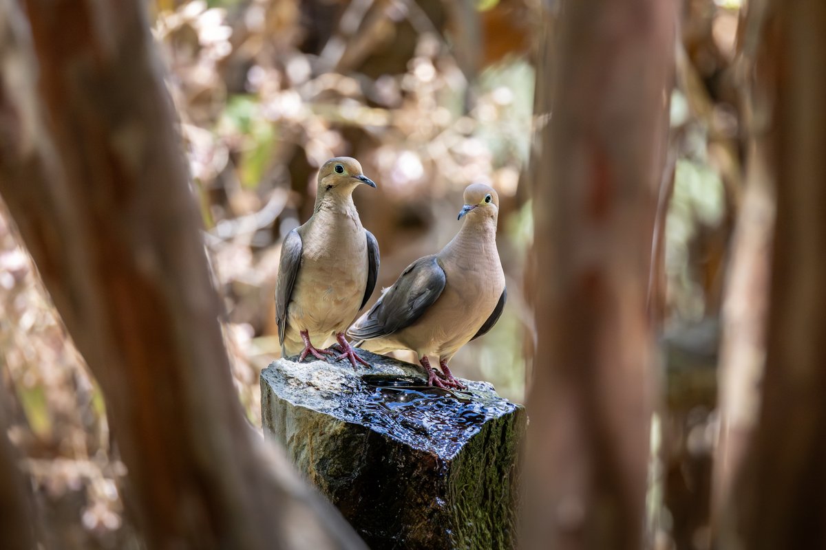 aHeartSoFull's tweet photo. Photography Challenge: “A little shade on a warm day”📸
… Quote it or Share it!
I happened to catch these two shading it up at the water fountain the other day while at the Gardens.
#PhotoChallenge #Dove #BirdPhotography https://t.co/VjOJ3jqm40