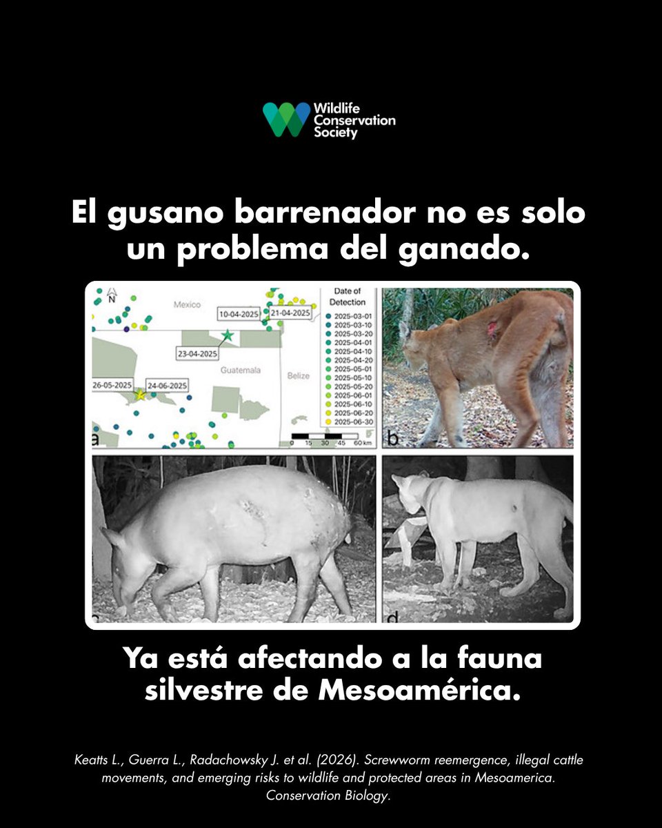 WCS Mesoamérica y el Caribe tweet media