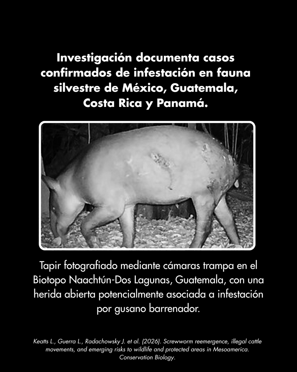 WCS Mesoamérica y el Caribe tweet media