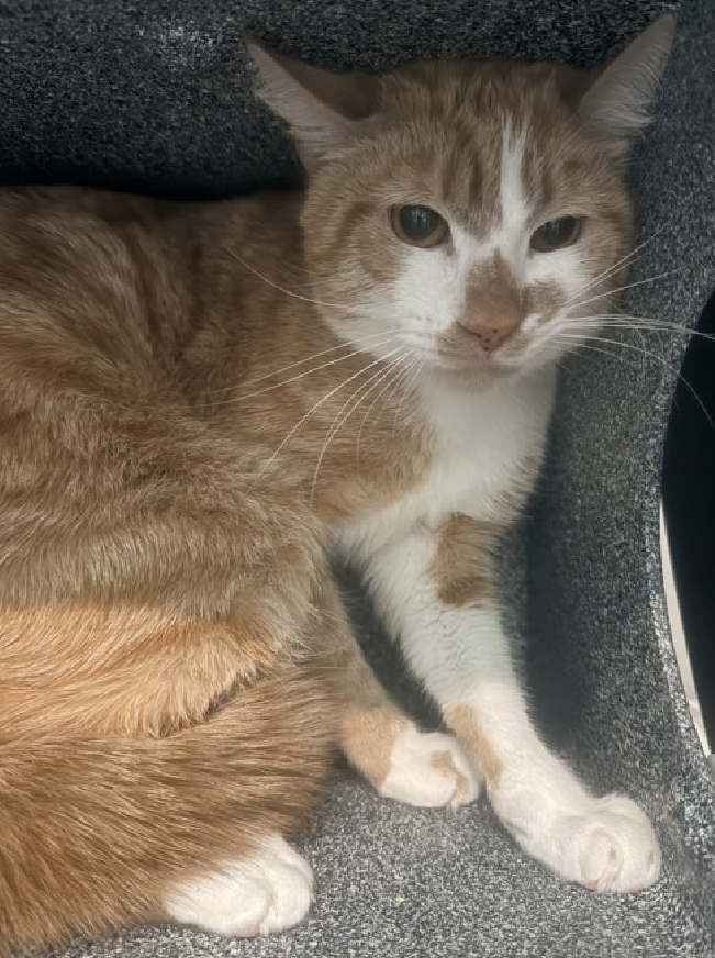 JLthekid9999's tweet photo. 🆘🆘 JOE (ID 250664), 2 YO, MALE – IN QUEENS ACC - came into the shelter as an  aco - impound on 3/27/2026. 🆘🆘 😿 😿 😿 😿

🆘🆘 UPDATE – UPDATE – POOR JOE WAS RETURNED TO THE EPL ON 6/21/26 – LITERALLY ON BORROWED TIME NOW – BEYOND URGENT – LET’S HELP GET THIS LITTLE ONE SAFE 🆘🆘

➡️TBD 7/9/26

➡️ NEW HOPE PARTNER RESCUE ONLY

➡️ TOO LOW ON PLEDGES TO STIMULATE RESCUE INTEREST

➡️🆘🆘 18TH Chance on Emergency Placement List – 18TH CHANCE ON EPL IN EXTRAORDINARY - TIME IS VERY VERY QUICKLY RUNNING OUT FOR JOE – SHELTER IS AT CAPACITY - ALL HANDS ON DECK - NOW IS THE TIME TO ACT/HELP JOE - HIGHEST EU/SILENT KILL RISK- VERY LIKELY LAST CALL🆘🆘 😱🔥🔥😱

➡️ 103 DAYS IN SHELTER – TOO LONG – TIME IS RUNNING OUT

➡️ JOE IS ON THE EPL FOR BEHAVIORAL REASONS - He is not thriving in the care center and continues to display distance-increasing behavior when approached for interactions. He has not warmed up despite staff using treats to build a positive association. This designation often means that the cat will be given very little time for rescue/foster/adoption.🔥🔥🔥🔥

What my friends at ACC say about me: Joe tolerates attention and petting but may be fearful or stressed in the shelter and may be intimidated by small children. He may be under-socialized and may always be a cat that avoids humans in the home. Due to the behaviors seen in the care center, we feel that this cat will do best in an experienced, adult only home with pet parents who prefer a cat companion that stays to themselves. I have lived with cats in my previous home. I have potential behavior challenges that staff will address with you when you meet me. I'm an independent kitty who likes to do my own thing. I am looking for a home with a patient person. I can be slow to adjust to new environments. I prefer to take things at my own pace. I will flourish in a calm environment and a low-traffic home. A volunteer writes: Perhaps feeling a little out of his depth here at the Care Center, Joe's taken to his den to sort things out. I don't want to assume, but I imagine there's an insurmountable kind of tinge to them only exacerbated by Joe's dedication to doing it all on his own. Joe came to us from a home with other cats and may prefer to do things this way as he also may not have a lot of experience meeting new people. We keep trying to explain that though we are new people, we also have treats, toys, blankets, and beds to offer. For his part, Joe seems almost entirely uninterested except not quite as he's adorably a little curious about treats. When it comes to making new friends or finding a forever family, we understand that Joe might have to try it his way first, we're just hoping that his forever family will love and appreciate his efforts as they welcome him into their home. ❤️ 😻❤️ 😻❤️ 😻

NEEDS OUT OF SHELTER ASAP –

Please RT or pledge, if you can, to save this little one.

@AdamsPaulGrimke

💔😿🙏Thank you