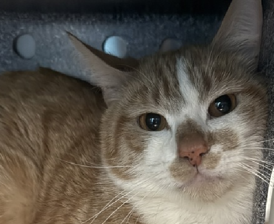 JLthekid9999's tweet photo. 🆘🆘 JOE (ID 250664), 2 YO, MALE – IN QUEENS ACC - came into the shelter as an  aco - impound on 3/27/2026. 🆘🆘 😿 😿 😿 😿

🆘🆘 UPDATE – UPDATE – POOR JOE WAS RETURNED TO THE EPL ON 6/21/26 – LITERALLY ON BORROWED TIME NOW – BEYOND URGENT – LET’S HELP GET THIS LITTLE ONE SAFE 🆘🆘

➡️TBD 7/9/26

➡️ NEW HOPE PARTNER RESCUE ONLY

➡️ TOO LOW ON PLEDGES TO STIMULATE RESCUE INTEREST

➡️🆘🆘 18TH Chance on Emergency Placement List – 18TH CHANCE ON EPL IN EXTRAORDINARY - TIME IS VERY VERY QUICKLY RUNNING OUT FOR JOE – SHELTER IS AT CAPACITY - ALL HANDS ON DECK - NOW IS THE TIME TO ACT/HELP JOE - HIGHEST EU/SILENT KILL RISK- VERY LIKELY LAST CALL🆘🆘 😱🔥🔥😱

➡️ 103 DAYS IN SHELTER – TOO LONG – TIME IS RUNNING OUT

➡️ JOE IS ON THE EPL FOR BEHAVIORAL REASONS - He is not thriving in the care center and continues to display distance-increasing behavior when approached for interactions. He has not warmed up despite staff using treats to build a positive association. This designation often means that the cat will be given very little time for rescue/foster/adoption.🔥🔥🔥🔥

What my friends at ACC say about me: Joe tolerates attention and petting but may be fearful or stressed in the shelter and may be intimidated by small children. He may be under-socialized and may always be a cat that avoids humans in the home. Due to the behaviors seen in the care center, we feel that this cat will do best in an experienced, adult only home with pet parents who prefer a cat companion that stays to themselves. I have lived with cats in my previous home. I have potential behavior challenges that staff will address with you when you meet me. I'm an independent kitty who likes to do my own thing. I am looking for a home with a patient person. I can be slow to adjust to new environments. I prefer to take things at my own pace. I will flourish in a calm environment and a low-traffic home. A volunteer writes: Perhaps feeling a little out of his depth here at the Care Center, Joe's taken to his den to sort things out. I don't want to assume, but I imagine there's an insurmountable kind of tinge to them only exacerbated by Joe's dedication to doing it all on his own. Joe came to us from a home with other cats and may prefer to do things this way as he also may not have a lot of experience meeting new people. We keep trying to explain that though we are new people, we also have treats, toys, blankets, and beds to offer. For his part, Joe seems almost entirely uninterested except not quite as he's adorably a little curious about treats. When it comes to making new friends or finding a forever family, we understand that Joe might have to try it his way first, we're just hoping that his forever family will love and appreciate his efforts as they welcome him into their home. ❤️ 😻❤️ 😻❤️ 😻

NEEDS OUT OF SHELTER ASAP –

Please RT or pledge, if you can, to save this little one.

@AdamsPaulGrimke

💔😿🙏Thank you