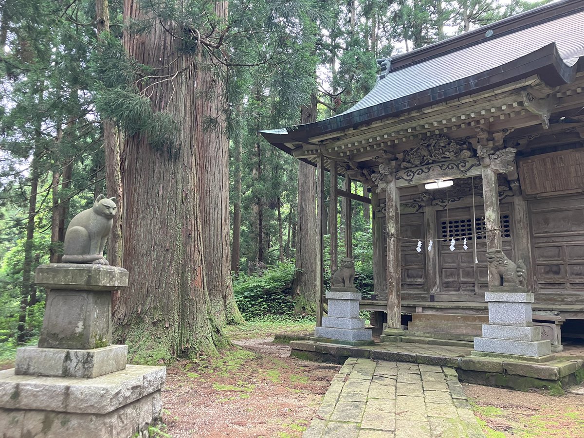 p_mutton's tweet photo. ずっと気になってた狛猫がいる神社⛩️
全然案内出ないしナビは変な道案内するし鳥居には縄が張ってあるし神社どころかそのだいぶ手前の山道から車も人も誰も会わないからモノノケ庵の世界に紛れ込んだみたいで1人でウハウハ興奮してた
ねこの顔こわい
#南部神社
#長岡
#栃尾 https://t.co/9cSSHJMniM