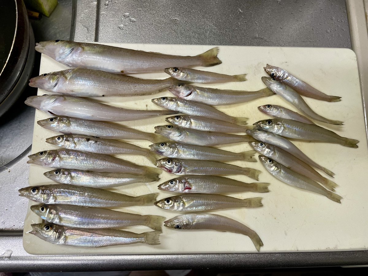 tomochin666's tweet photo. そいやこの前の釣果。
ちっちゃいのは針外す時にお亡くなりになられたので持ち帰りました。
メゴチがでらたくさん釣れました。。。😇 https://t.co/pPUe9krFsv