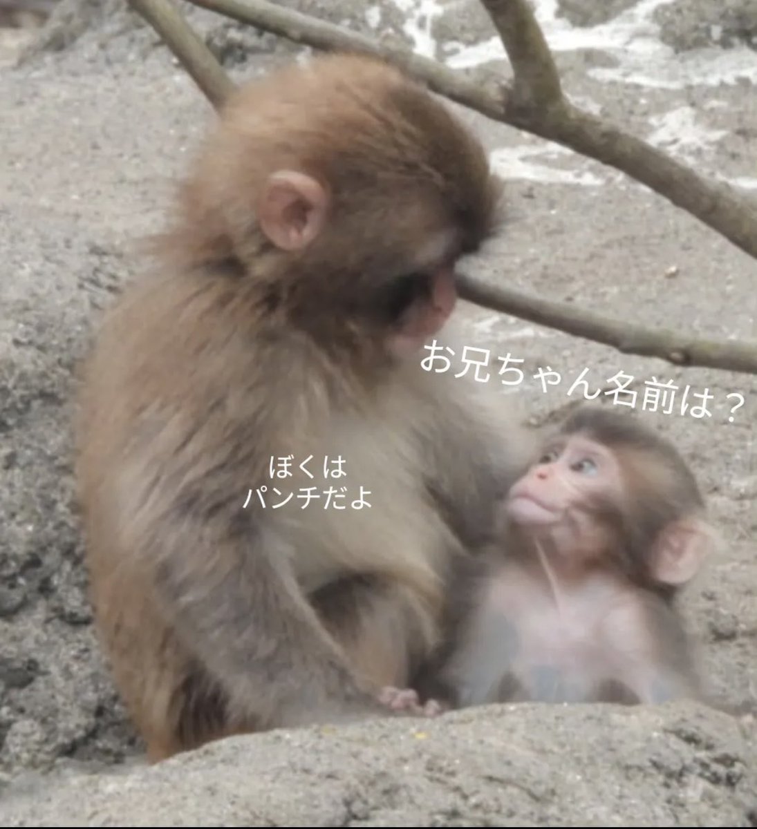 こきんちゃん tweet media