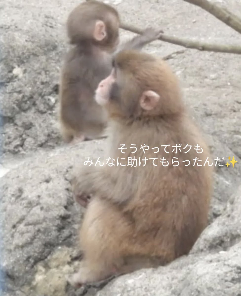 こきんちゃん tweet media