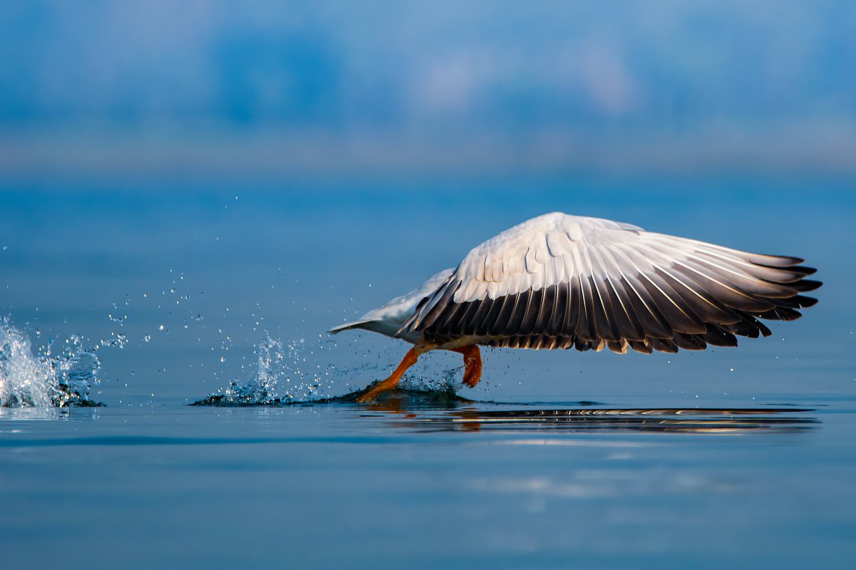 arijitmondal1's tweet photo. Today's Photo Challenge: LARGE BIRDS
Quote it or Share it ๐
1) Bar Headed Goose
2) Intermediate Egret
3) Purple Heron & Brahminy Kite
4) Greater Flamingo
#PhotoChallenge #LargeBirds #BirdPhotography https://t.co/xzvLYF6nRI