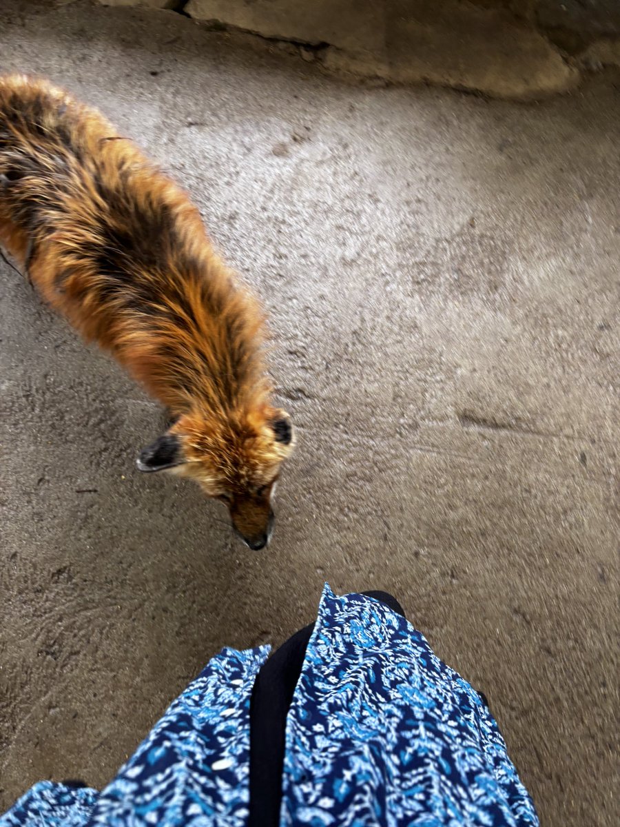crazyfox3757's tweet photo. 先週末に行ってきた蔵王キツネ村の思い出🦊

#キツネ村 https://t.co/zj17qmFNGQ