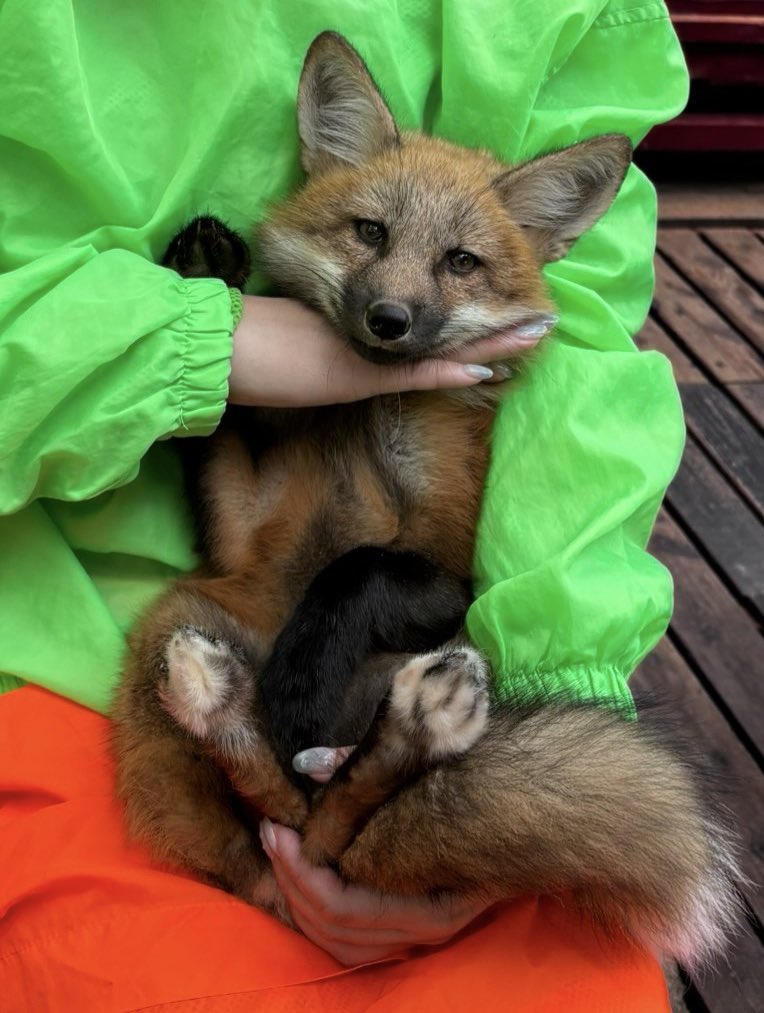 crazyfox3757's tweet photo. 先週末に行ってきた蔵王キツネ村の思い出🦊

#キツネ村 https://t.co/zj17qmFNGQ