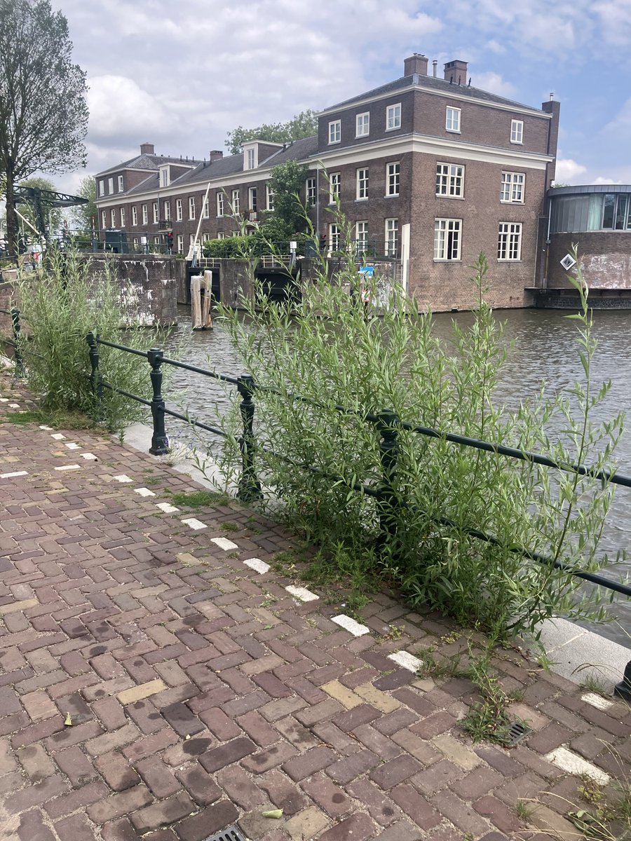 onenewcomment's tweet photo. Het nieuwe experiment van @AmsterdamNL : hoe lang duurt het om een kademuur die je net in 4 jaar tijd voor meer dan 15 miljoen euro  gerenoveerd hebt te vernietigen met wilgengroei? #groen(links)amsterdam https://t.co/lSQc7lq5al