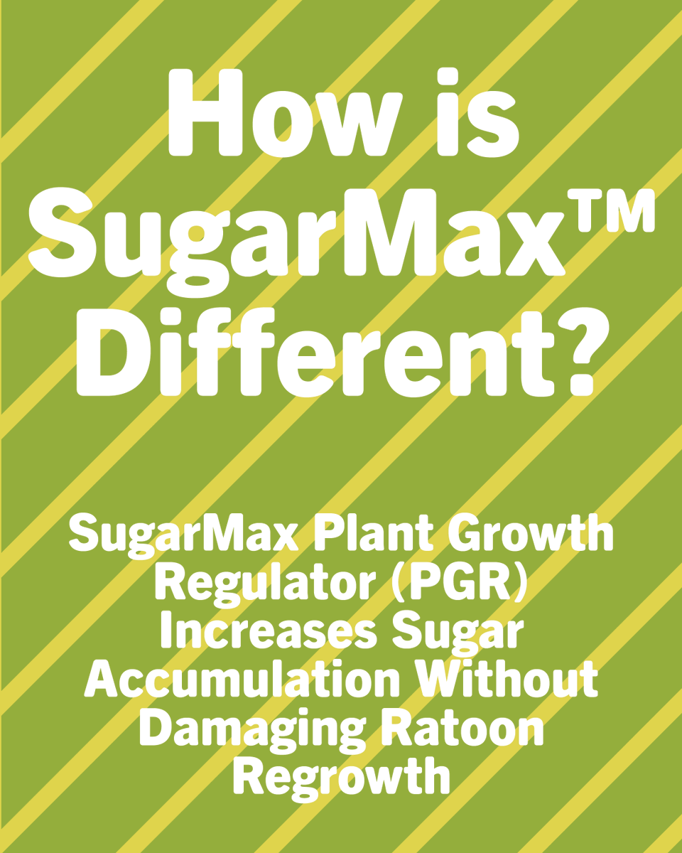 SumitomoBiostim's tweet photo. Every pound of sugar counts.

Effective ripening can improve sucrose concentration and increase returns at harvest, but some ripening agents increase sugar accumulation at the expense of future ratoon performance.

SugarMax™ helps growers capture the benefits of improved ripening without compromising ratoon regrowth. In one Louisiana trial, SugarMax delivered an additional 897 lbs of sugar per acre, resulting in $332 more ROI per acre compared to the untreated control.

Read the full story: https://t.co/tCLO7ZGIhm

#agriculture #agribusiness #sustainability #farming #biostimulants #biorationals #biologicals
