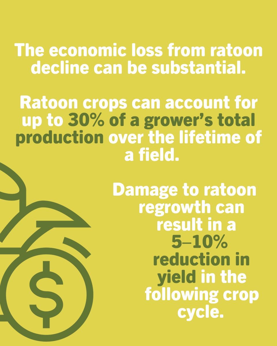 SumitomoBiostim's tweet photo. Every pound of sugar counts.

Effective ripening can improve sucrose concentration and increase returns at harvest, but some ripening agents increase sugar accumulation at the expense of future ratoon performance.

SugarMax™ helps growers capture the benefits of improved ripening without compromising ratoon regrowth. In one Louisiana trial, SugarMax delivered an additional 897 lbs of sugar per acre, resulting in $332 more ROI per acre compared to the untreated control.

Read the full story: https://t.co/tCLO7ZGIhm

#agriculture #agribusiness #sustainability #farming #biostimulants #biorationals #biologicals