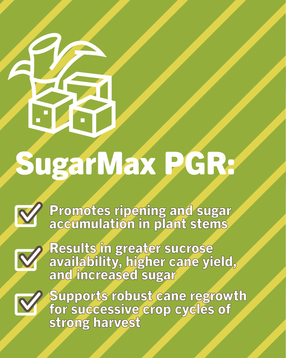 SumitomoBiostim's tweet photo. Every pound of sugar counts.

Effective ripening can improve sucrose concentration and increase returns at harvest, but some ripening agents increase sugar accumulation at the expense of future ratoon performance.

SugarMax™ helps growers capture the benefits of improved ripening without compromising ratoon regrowth. In one Louisiana trial, SugarMax delivered an additional 897 lbs of sugar per acre, resulting in $332 more ROI per acre compared to the untreated control.

Read the full story: https://t.co/tCLO7ZGIhm

#agriculture #agribusiness #sustainability #farming #biostimulants #biorationals #biologicals