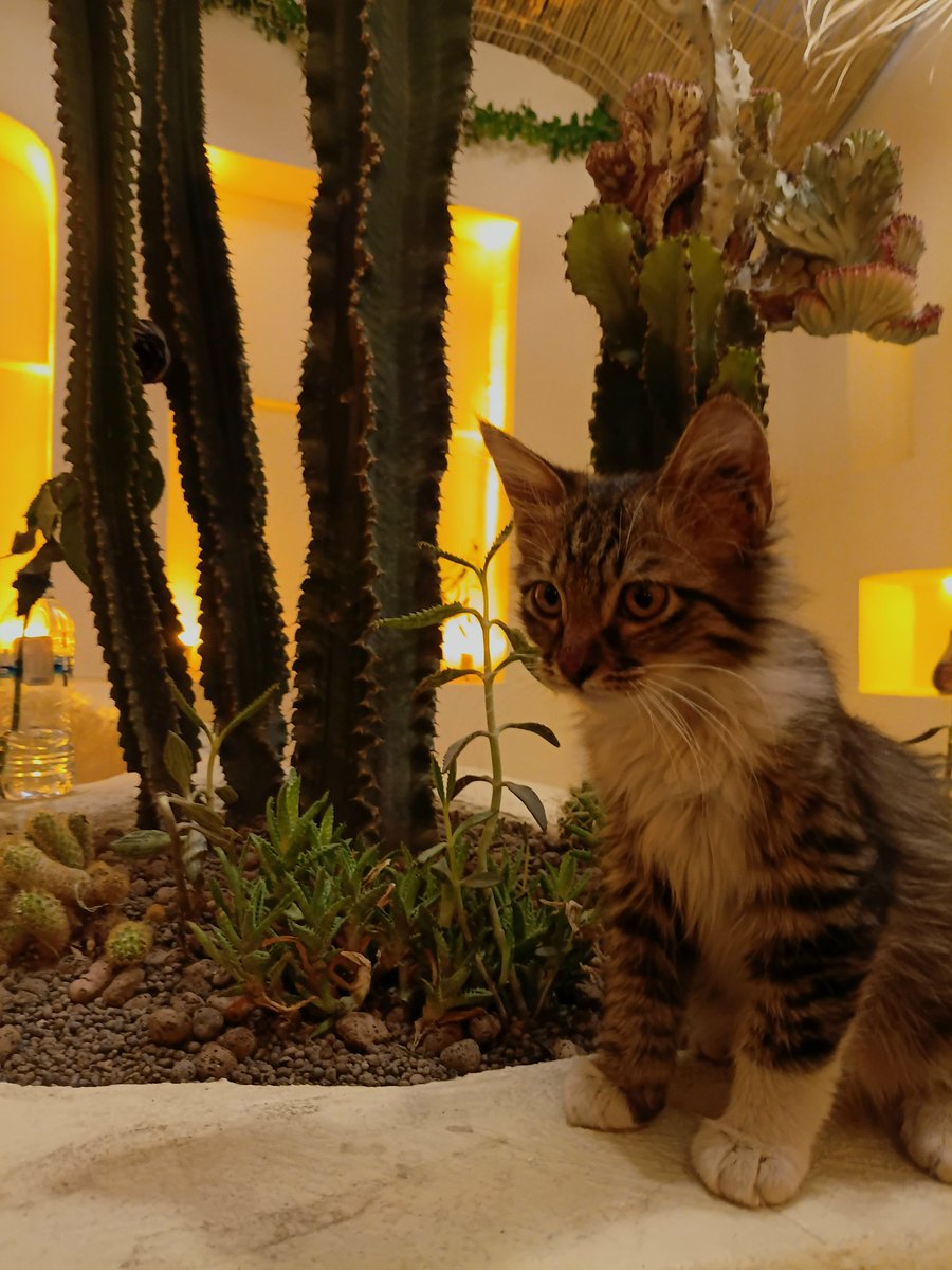 Hamedazizzii's tweet photo. معرفی می‌کنم... 🐈‍⬛
آقا تیمور
جدیدترین عضو خانواده‌ی کافه کاکتوس لوما 🌵

سمت سازمانی:
مسئول امور بی‌خودی، برهم زدن نظم بار و آشپزخانه، سرک کشیدن به همه‌جا و گرفتن خواب وسط شیفت! 🤦‍♂️😂

حقوق: چهارصد وعده غذا در روز🍗
بیمه: نوازش و بازی نامحدود 🤍
سابقه کار: چند روز حضور مستمر در کافه و جلب اعتماد همه‌ی بچه‌ها و مشتریا

به‌قدری جلد شده که انگار از روز اول اینجا کار می‌کرده و ما اومدیم جاشو گرفتیم... 😂🐾

Cactus luma 🌵