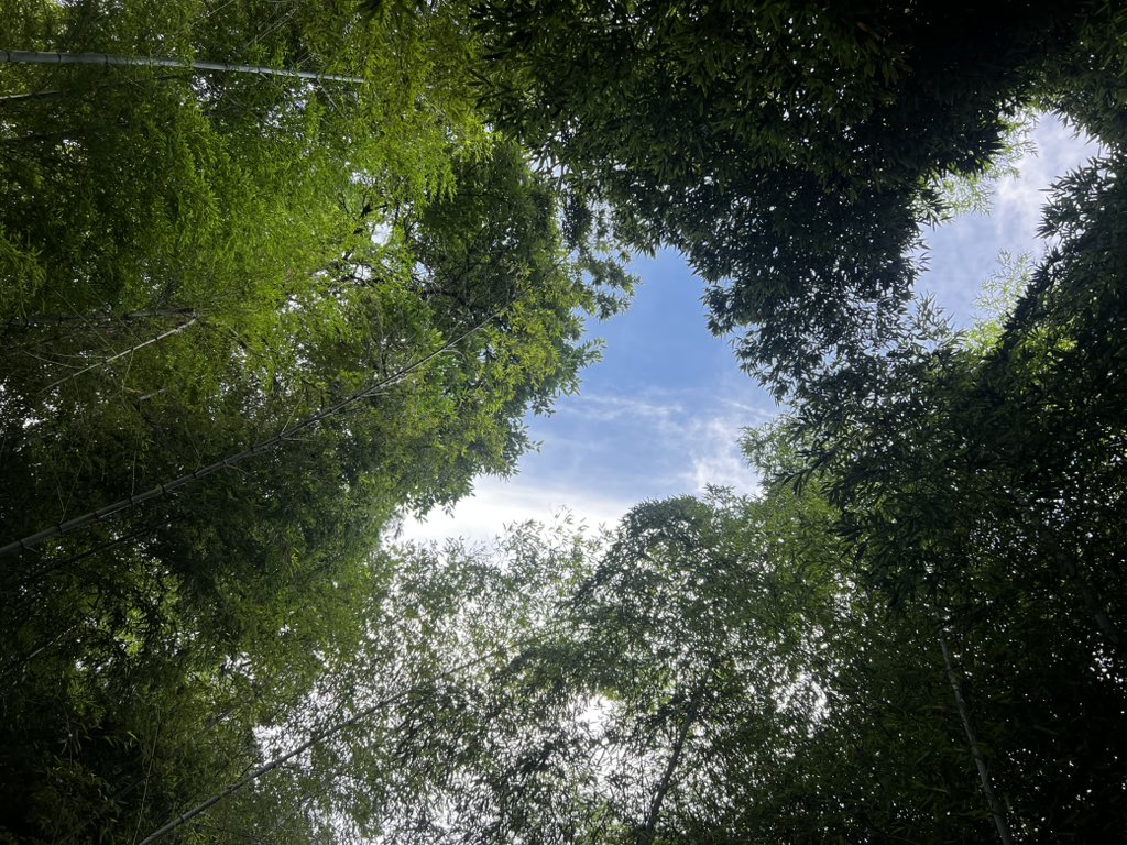 Neoshengyu's tweet photo. This is the landscape of China; the delicate, graceful peaks are truly captivating. https://t.co/v4KrnZw4GG