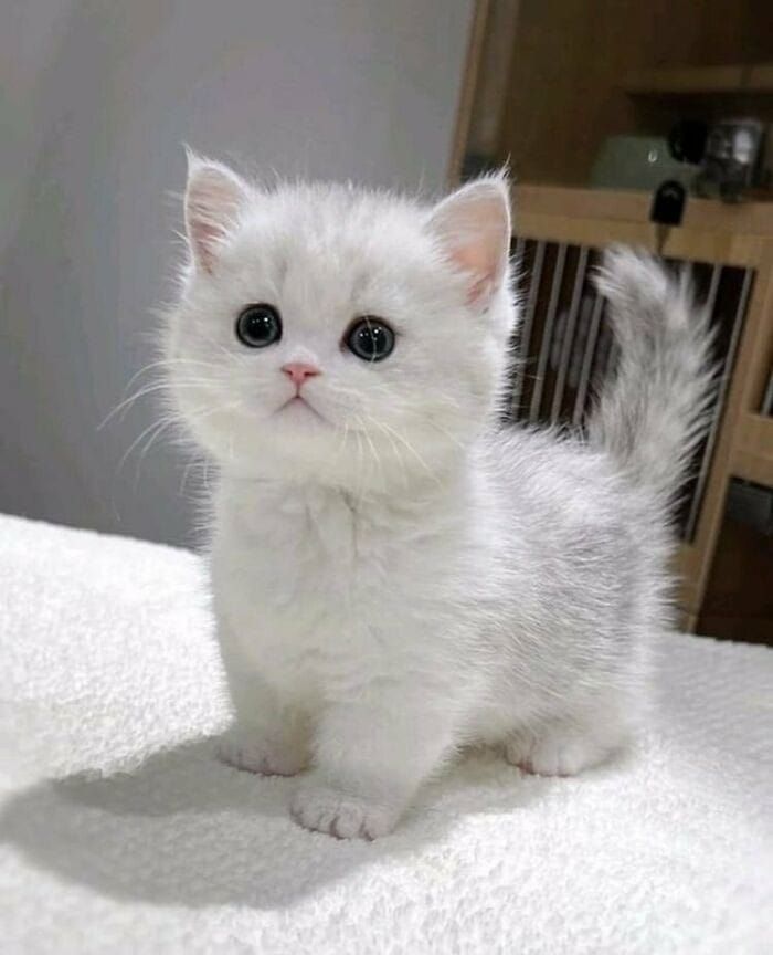CatUniversex's tweet photo. My cute cat finally mood is happy https://t.co/aXj35oG8Md