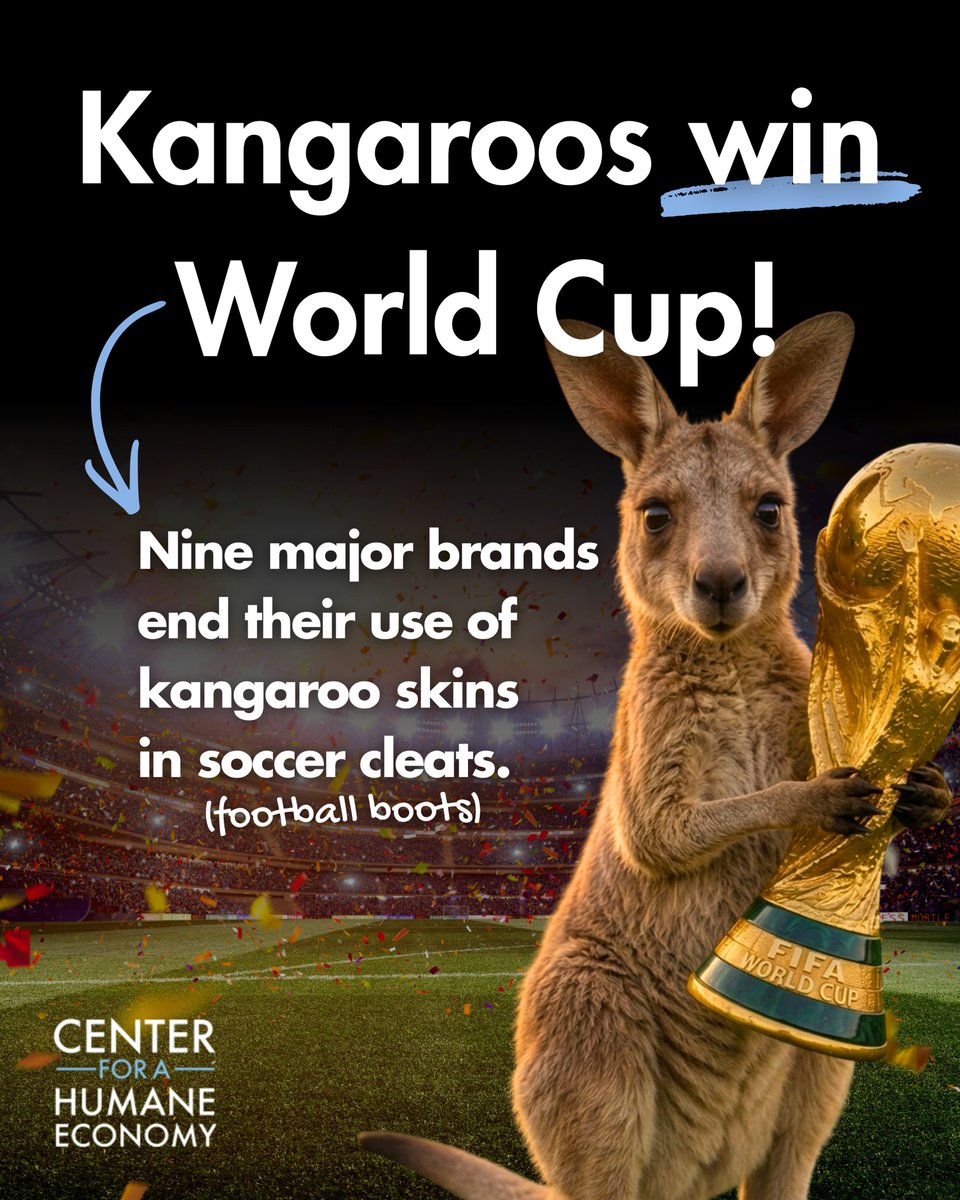 TheHumaneCenter's tweet photo. The biggest stars at the World Cup are proving something powerful:

You don't need kangaroo skin to play the beautiful game at the highest level. https://t.co/XAw34c24rF