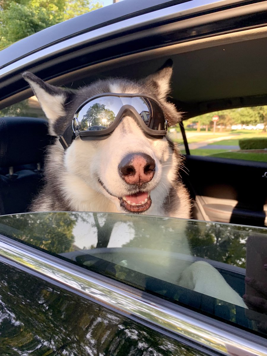 PlatinumTooling's tweet photo. Think your office pup has star power? 📷Share your dog's best pose for a chance to be featured in the #PlatinumTooling 2027 #SHOPDOGS calendar! 🐶Submit your favorite photo and tell us about your furry coworker!
https://t.co/K4cfVvCEpi
#IndustrialManufacturing #ShopCulture https://t.co/WPtCfFzsaz