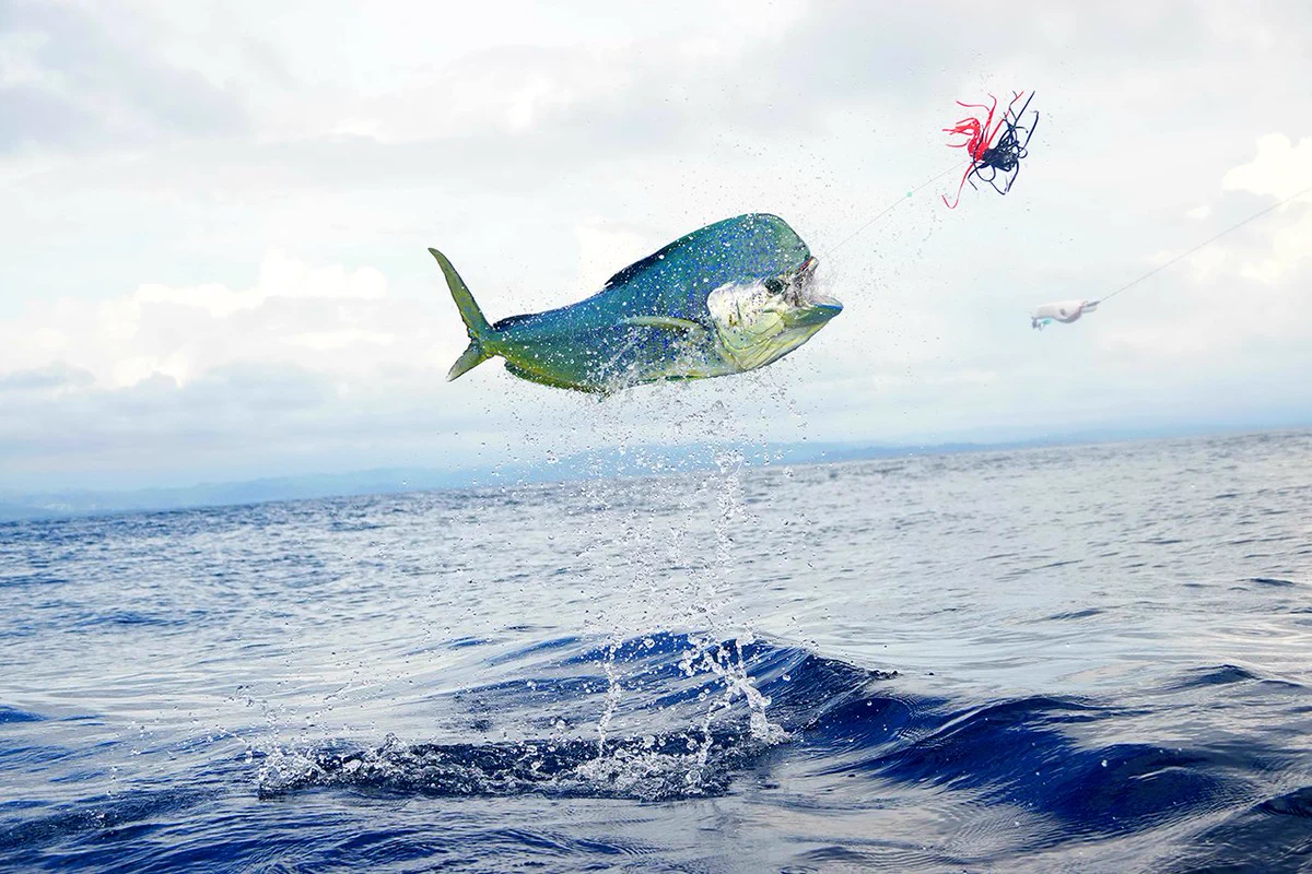 A mahi-mahi leaps from the ocean while hooked on a trolling lure, sending water droplets into the air. The fish is suspended above rolling blue waves beneath a cloudy sky. NASA Spinoff company ROFFS uses Earth-observation satellite data and proprietary analysis to help anglers locate productive fishing areas where species such as mahi-mahi, marlin, tuna, swordfish, and wahoo are most likely to be found.