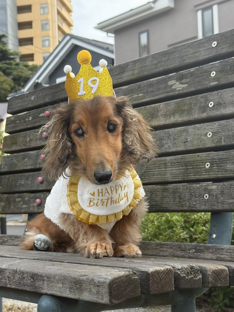 _mio37_'s tweet photo. 今日、約20年一緒に過ごした大切な家族を見送りました。

何度も「もうだめかもしれない」と言われながら、そのたびに持ち直し、本当に頑張ってくれました。

最後は家族みんなに見守られ、挨拶をするように旅立ちました。本当に大往生でした。

ジョンちゃん、だいすきだよ。
いっぱいありがとう。 https://t.co/NDH8KQO3yD