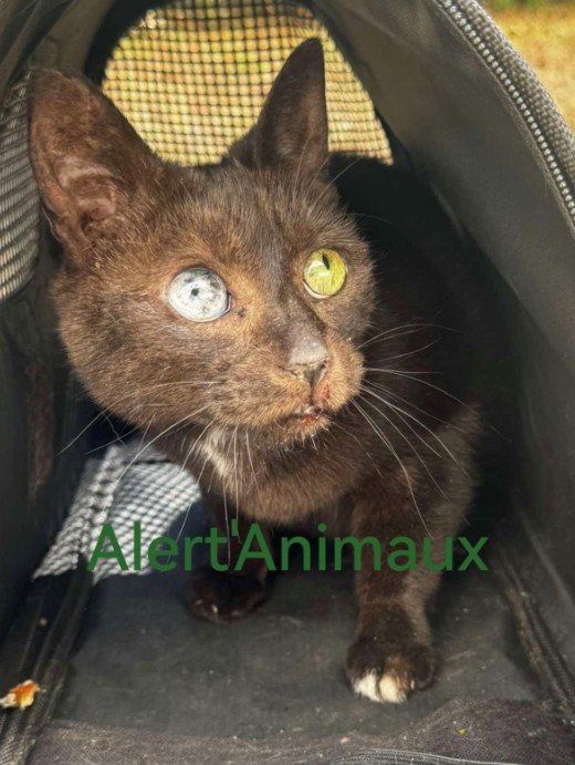 MissingTarn81's tweet photo. 07.07.26 Trouvé chat noir/chocolat à Albi (Lapanouse). Yeux vairons. Non identifié. Contact : https://t.co/TFnlAExntk #Tarn https://t.co/Ud5iieOMiq