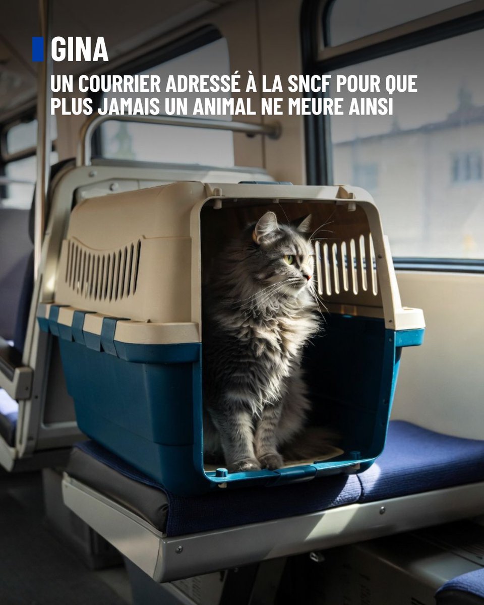 FBB_Officiel's tweet photo. 🐱 🚆 Gina : un courrier adressé à la SNCF pour que plus jamais un animal ne meure ainsi.

Nous vous en parlions récemment, après le décès tragique de Gina, la chatte du journaliste Olivier Benkemoun, happée par un train en gare de Lyon, la FBB a interpellé Jean Castex, président-directeur général de la SNCF.

Nous avons sollicité l'ouverture d'un dialogue avec les équipes de la SNCF, pour réfléchir ensemble aux améliorations possibles du protocole actuel. Il nous semble que d’autres solutions existent, qui permettraient de le renforcer et le rendre plus efficient. Les animaux de compagnie sont des membres à part entière de la famille, il n’est pas acceptable de les laisser périr ainsi.

Nous rappelons à cet égard qu'un animal de compagnie voyageant avec un titre de transport valide n'est pas un simple objet transporté, mais un passager à part entière ayant acquitté son billet. Ce statut contractuel emporte, selon nous, une obligation de vigilance et de prise en charge qui ne saurait être inférieure à celle appliquée aux autres voyageurs en cas de danger immédiat.

👉 Nous vous tiendrons informés des suites données à cette démarche.

*Photo d’illustration