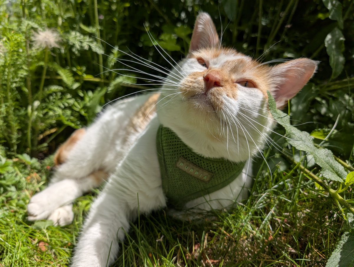 FartyCheddarCat's tweet photo. Sunbeam shines on me
Warming my fur
So dat I shine too
I can smells da sunbeam
I can smells da summer
I luvs da smell
Of Happy
I tastes da air
I close my eyes
Reddy for nap
Under sunbeamy blanky
#Happys #Sunbeam #Summer #HappySunbeamNappy #INotWeallyNapTho #IJusCloseMyEyes https://t.co/5rAWynERk0