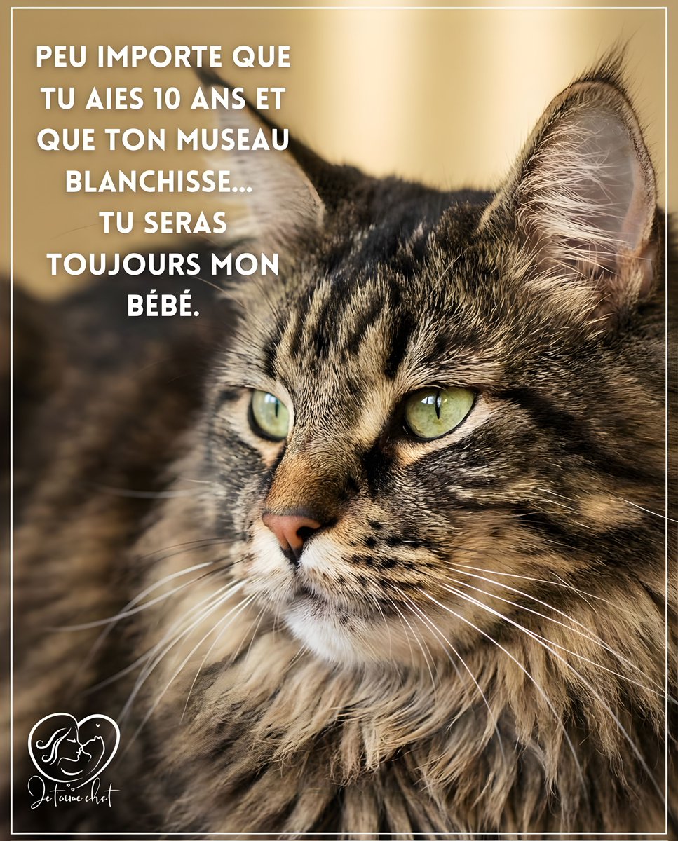 jtmchat's tweet photo. Rejoins la famille Je t'aime Chat 🐾 👉 @jtmchat |
........#ChatsDeFrance #VieDeChat #AmourDeChat #ChatDuJour #Ronron #ChatLovers #UniversDesChats https://t.co/NOQ9aK9sUE