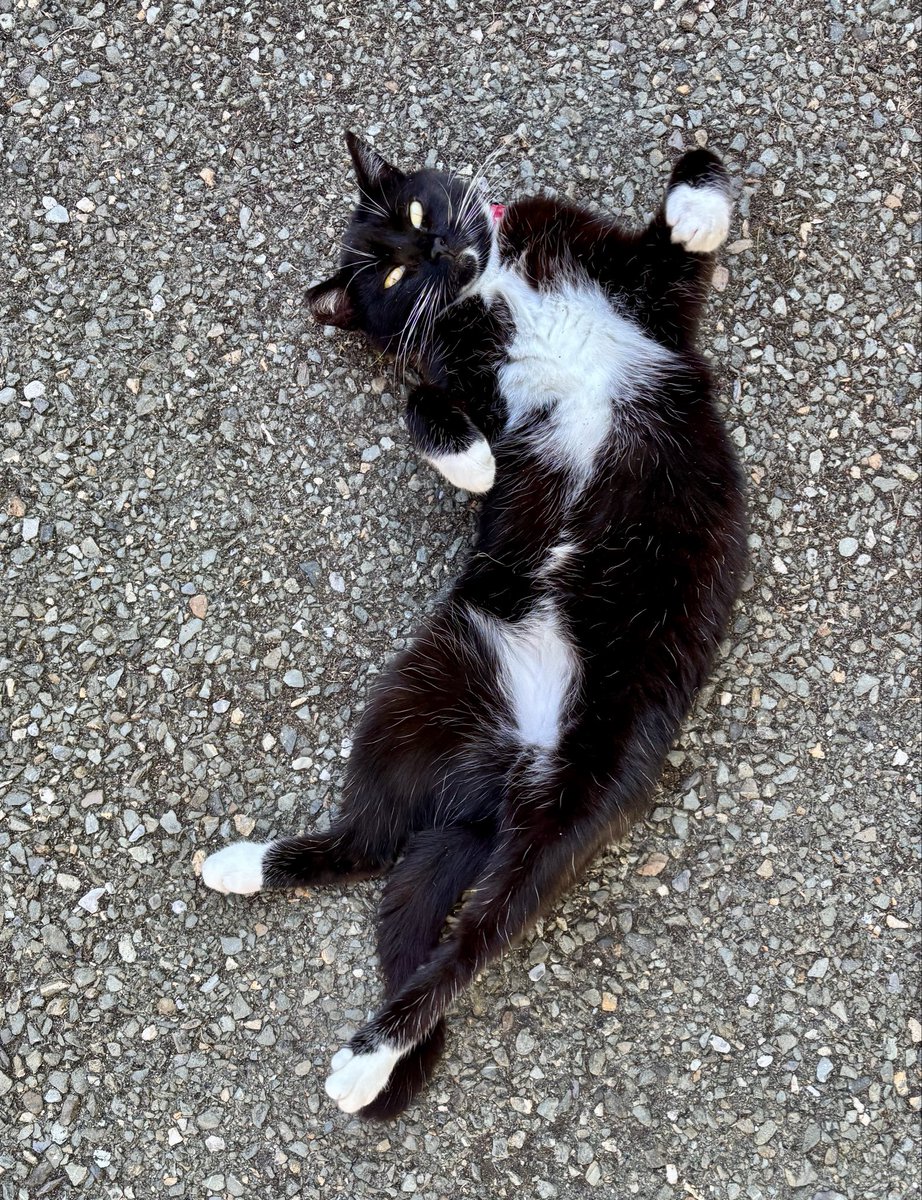 mandevillish's tweet photo. What a hard life this one…..stays out all night and naps during the day 🙄😂
#rescuedKitty https://t.co/aePruJIiZw